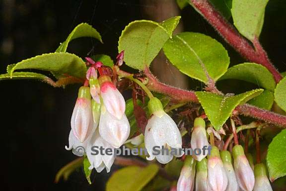 vaccinium ovatum 5 graphic